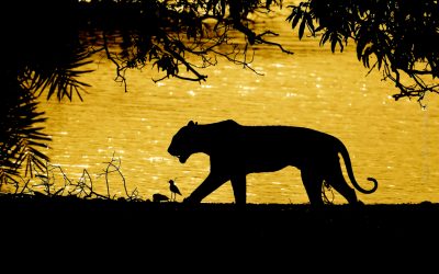 Nature Talks spreekt met dierenknuffelaar Andy Rouse