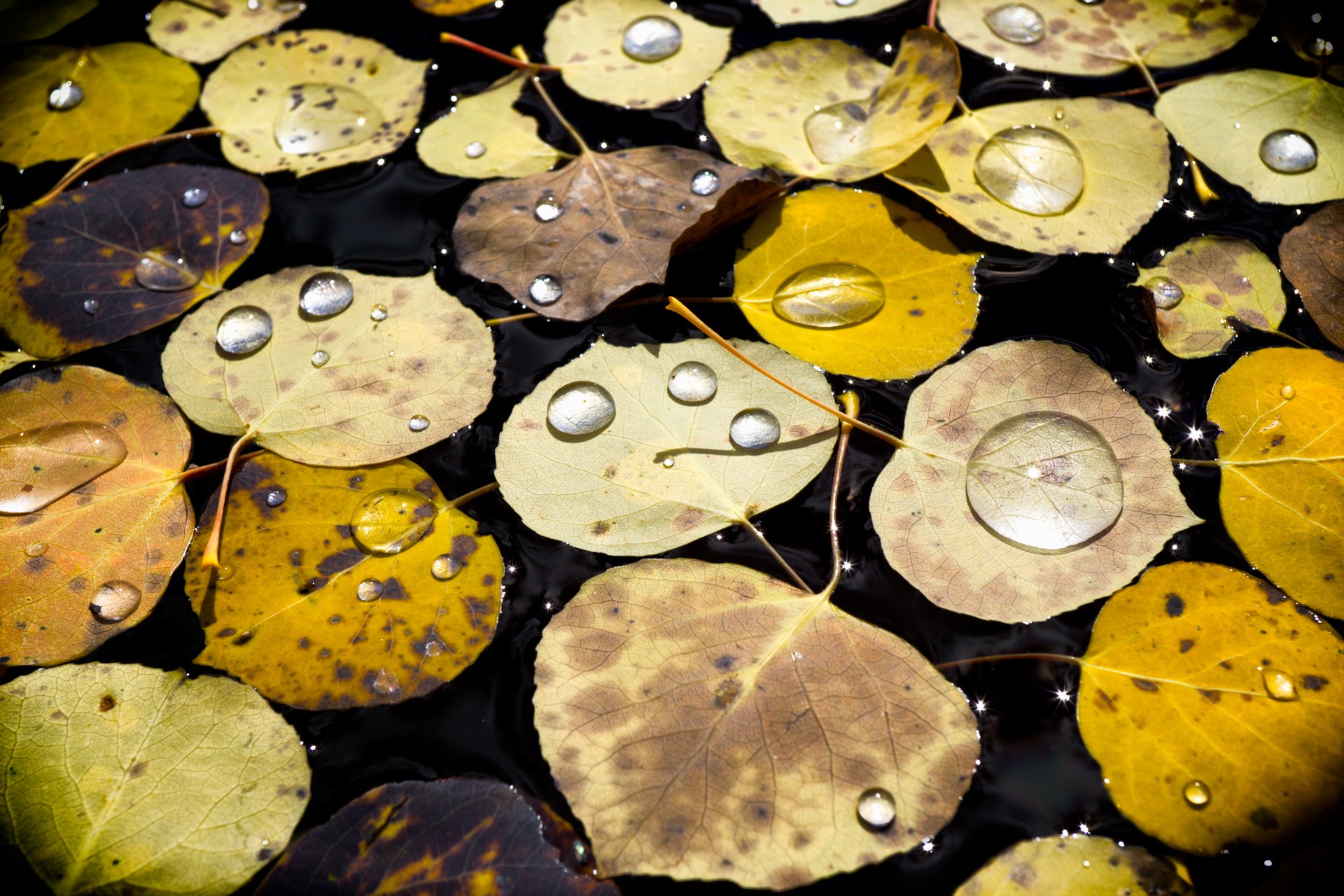 C10_2 Morgan Wolfers Aspen Leaf Dew Nature Photographer of the Year Contest 2017
