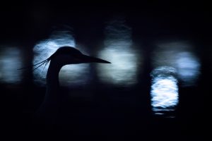 C1_5 Jan Lessmann "Heron at night" Nature Photographer of the Year Contest 2017