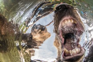 C2_1 Mike Korostelev "Curious bears cubs" Nature Photographer of the Year Contest 2017
