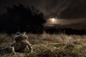 C3_1 Paul van Hoof "Under the moon" Nature Photographer of the Year Contest 2017