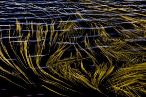 C4_1 Jan Smit "Grass Lines" Nature Photographer of the Year Contest 2017