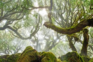 C5 4 Radomir Jakubowski "Laurel Forest" Nature Photographer of the Year Contest 2017