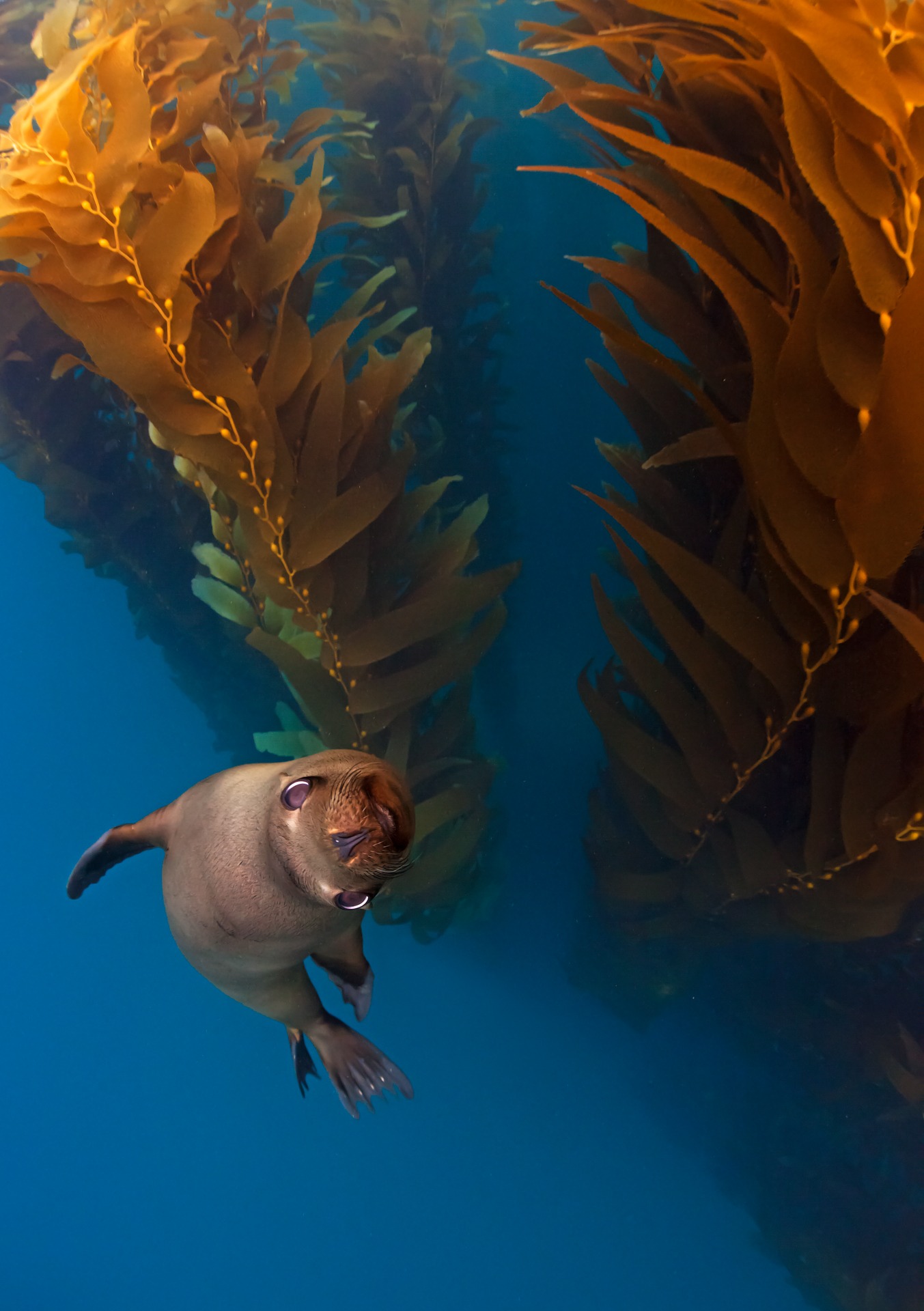 C6_3 Caudio Contreras Sea Lion in the forest Nature Photographer of the Year Contest 2017
