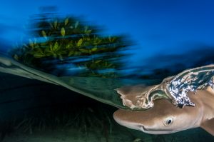 C6_4 Shane Gross Lemon Shark Pup Nature Photographer of the Year Contest 2017