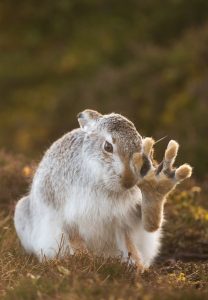 C9_3 Andrew Parkinson High five Nature Photographer of the Year 2017