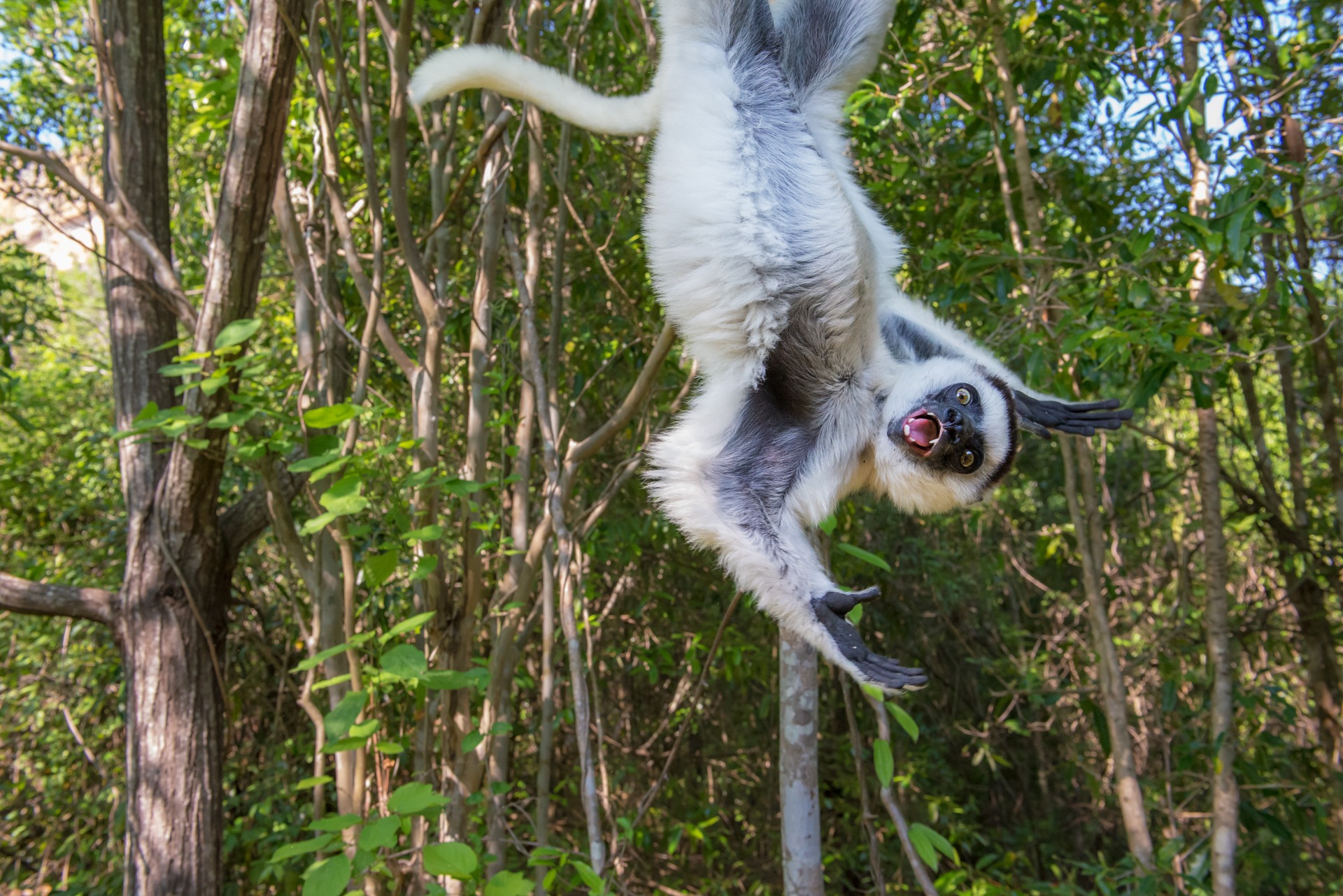 C9_4-Stefan_Cruysberghs-Funny_sifaka Nature Photographer of the Year 2017