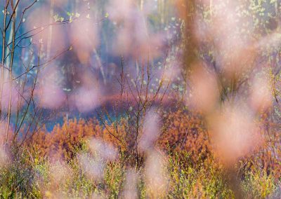 Andrew_George-Nature_Talks-Workshops-Cursussen-Natuurfotografie-2