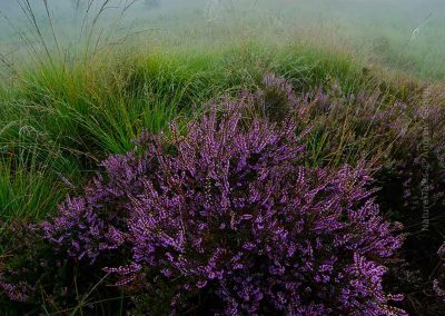 Andrew_George-Nature_Talks-Workshops-Cursussen-Natuurfotografie-3