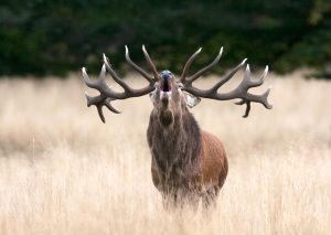 Nature_Talks-Noctua_Nature_Hides-Cees_Uri-Edelhertenbronst-7