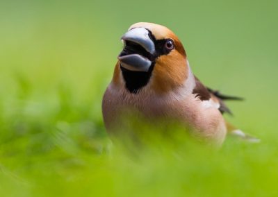 Nature-Talks-fotoworkshop-natuurfotografie-fotoreizen-siesels-Edo_Uchelen