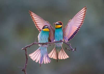 workshop-natuurfotografie-fotoreizen-bijeneters-Edo_Uchelen