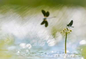 Nature_Talks_fotoworkshops-natuurfotografie_cursus-natuurfotografie-workshopleider-cursusleider-Bart_Siebelink