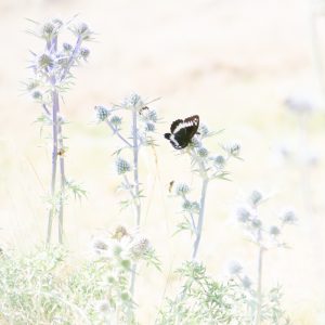 Nature-Talks-fotoworkshop-natuurfotografie-fotoreizen-macrofotgrafie-vlinder-Bart_Siebelink