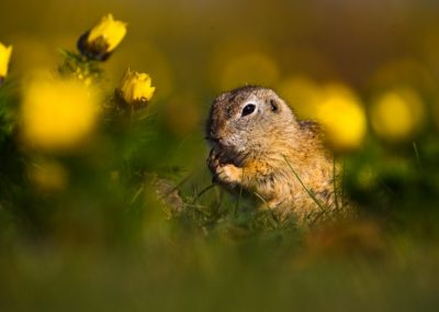 Nature-Talks-fotoworkshop-natuurfotografie-fotoreizen-siesels-Edo_Uchelen