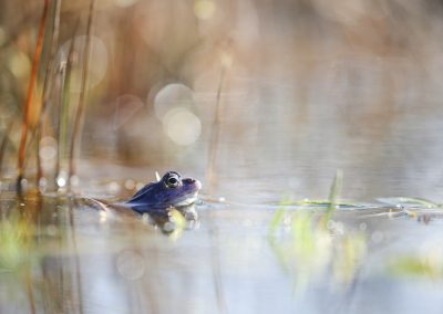 Nature-Talks-fotoworkshop-natuurfotografie-heikikker-Judith_Borremans