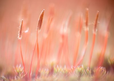 Nature-Talks-fotoworkshop-natuurfotografie-macrofotgrafie-Judith_Borremans