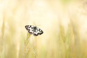Nature-Talks-fotoworkshop-natuurfotografie-macrofotgrafie-vlinders-Judith_Borremans