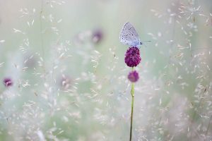 Nature-Talks-fotoworkshop-natuurfotografie-vlinders-macrofotgrafie-Judith_Borremans