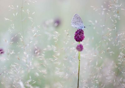 Nature-Talks-fotoworkshop-natuurfotografie-vlinders-macrofotgrafie-Judith_Borremans