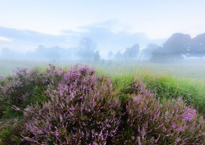 Nature Talks Natuurfotoworkshops Heide Workshop 1