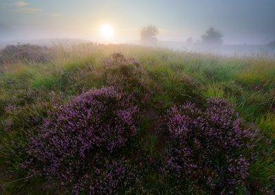 Nature Talks Natuurfotoworkshops Heide Workshop 2