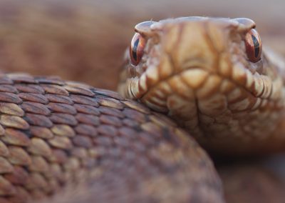 Nature-Talks-natuurfotografieworkshops-slangen-adder-fotoworkshop-natuurfotografie-Edo_van_Uchelen