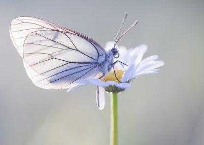 Nature-Talks-fotoworkshop-natuurfotografie-macrofotgrafie-Judith_Borremans-groot_geaderd_witje