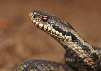 Lesley_van_Loo-Natuurfotoworkshop-natuurfotografie-Nature_Talks-fotoworkshop_vogelfotografie-macrofotografie-adder