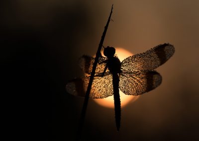 Lesley_van_Loo-Natuurfotoworkshop-natuurfotografie-Nature_Talks-fotoworkshop_vogelfotografie-macrofotografie-bandheidelibel