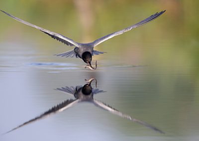 Lesley_van_Loo-Natuurfotoworkshop-natuurfotografie-Nature_Talks-fotoworkshop_vogelfotografie-macrofotografie-zwarte_stern