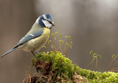 Henkjan-Kievit-Natuurfotoworkshop-natuurfotografie-Nature_Talks-fotoworkshops-fotoreizen