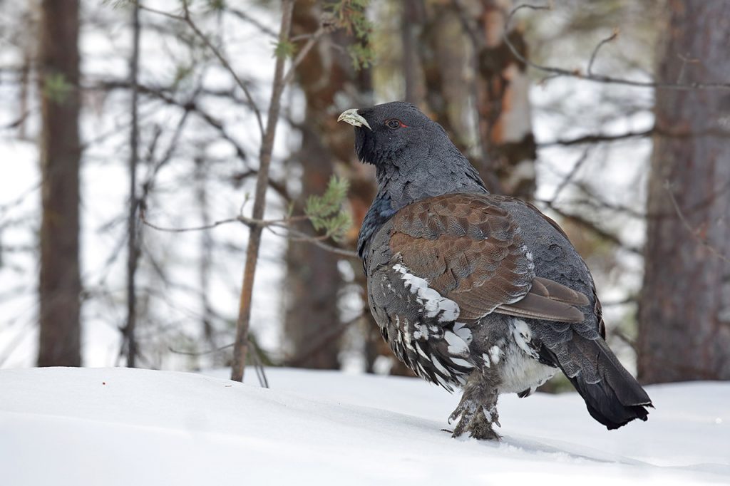 Nature_Talks-fotoreizen-natuurfotoworkshops-natuurfotografie_cursussen-Fins_lapland-Auerhoen-Lesley_van_Loo