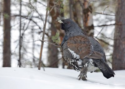 Nature_Talks-fotoreizen-natuurfotoworkshops-natuurfotografie_cursussen-Fins_lapland-Auerhoen-Lesley_van_Loo