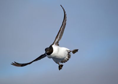 Dikbekzeekoet, Hornoya, Varanger Noorwegen. Kris De Rouck fotoreizen, natuurfotografie, natuurfotoworkshops