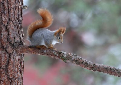 Eekhoorn in een boom-natuurfotografie_cursussen-Fins_lapland-Eekhoorn-