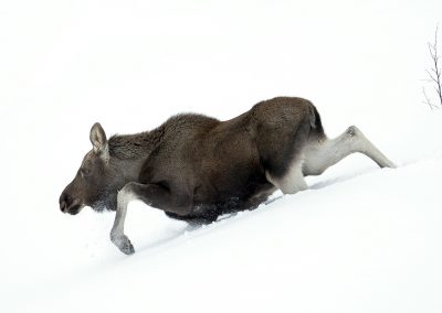 Eland, Noord Finland. Kris De Rouck fotoreizen, natuurfotografie, natuurfotoworkshops