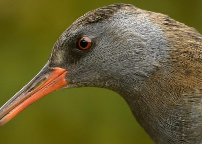 Henkjan-Kievit-Natuurfotoworkshop-natuurfotografie-Nature_Talks-fotoworkshops-fotoreizen