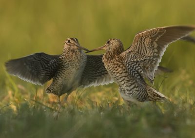 Henkjan-Kievit-Natuurfotoworkshop-natuurfotografie-Nature_Talks-fotoworkshops-fotoreizen