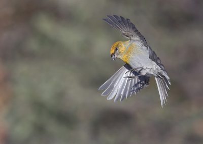 Nature_Talks-fotoreizen-natuurfotoworkshops-natuurfotografie_cursussen-Fins_lapland-Haakbek-Lesley_van_Loo