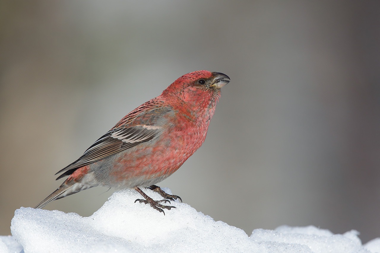 Nature_Talks-fotoreizen-natuurfotoworkshops-natuurfotografie_cursussen-Fins_lapland-Haakbek-Lesley_van_Loo