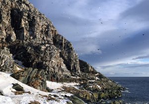 Hornoya eiland, Varanger Noorwegen. Kris De Rouck fotoreizen, natuurfotografie, natuurfotoworkshops