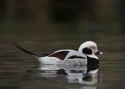 Ijseend, Batsfjord Noorwegen. Kris De Rouck fotoreizen, natuurfotografie, natuurfotoworkshops