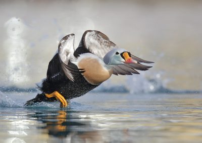 Nature_Talks-fotoreizen-natuurfotoworkshops-natuurfotografie_cursussen-Fins_lapland-Koningseider-Lesley_van_Loo