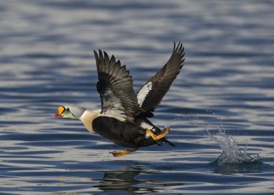 Hornoya eiland, Varanger Noorwegen. Kris De Rouck fotoreizen, natuurfotografie, natuurfotoworkshops