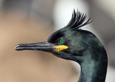 Kuifaalscholver, Hornoya, Varanger Noorwegen. Kris De Rouck fotoreizen, natuurfotografie, natuurfotoworkshops