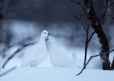 Lesley_van_Loo-Natuurfotoworkshop-natuurfotografie-Nature_Talks-fotoworkshop_vogelfotografie-macrofotografie-Stellers_Moerassneeuwhoen