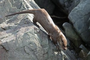 Otter varanger Kris De Rouck fotoreizen, natuurfotografie, natuurfotoworkshops