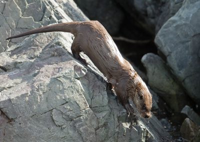 Otter varanger Kris De Rouck fotoreizen, natuurfotografie, natuurfotoworkshops