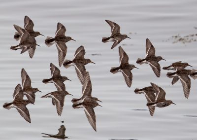 Paarse Strandlopers, Varanger Noorwegen. Kris De Rouck fotoreizen, natuurfotografie, natuurfotoworkshops